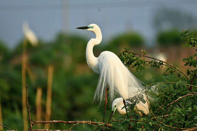 Bird Watching Tour Package