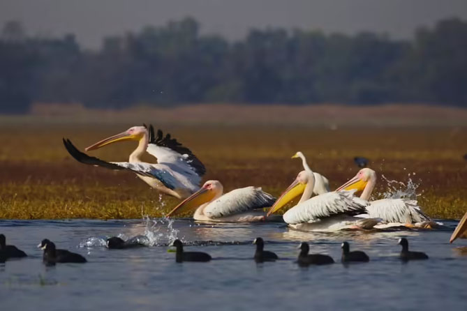 Golden Triangle Tour With Bharatpur And Ranthambore