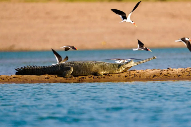 Golden Triangle Tour With Chambal Safari