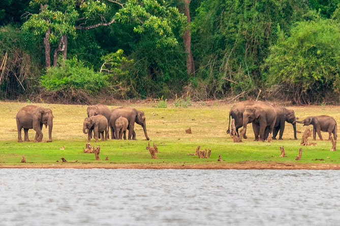 Nagarhole Wildlife Tour From Mysore