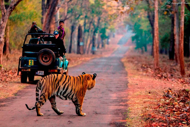 Ranthambore Tour Package From Delhi