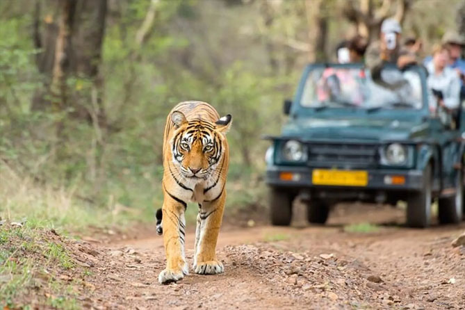 Ranthambore Wildlife Tour With Golden Triangle